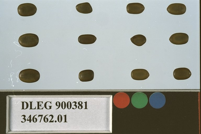 SEED