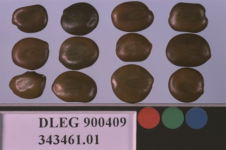 Click for 1 image(s) for this accession. SEED