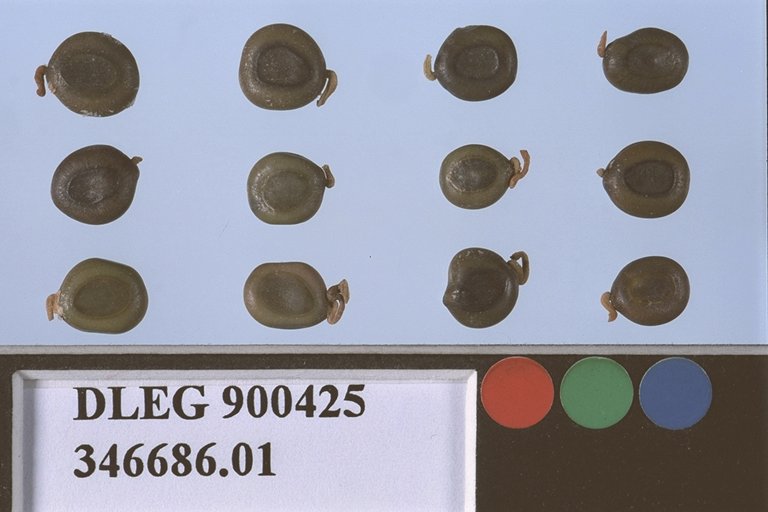 SEED