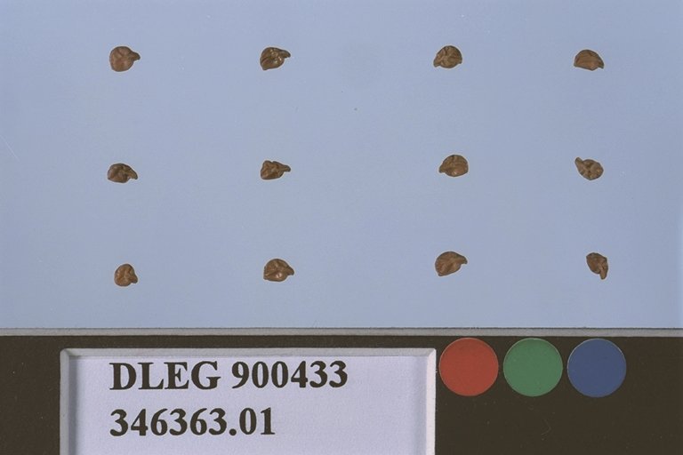 Click for 1 image(s) for this accession. SEED