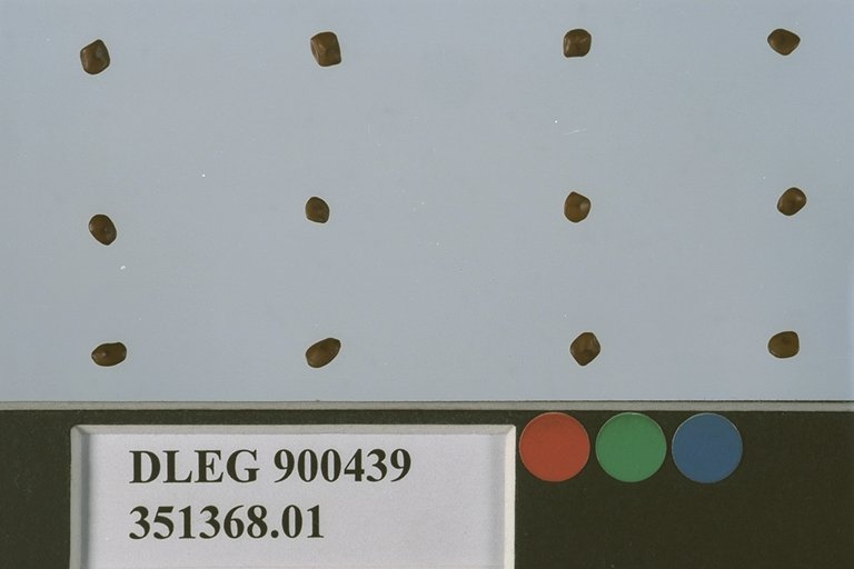 Click for 1 image(s) for this accession. SEED
