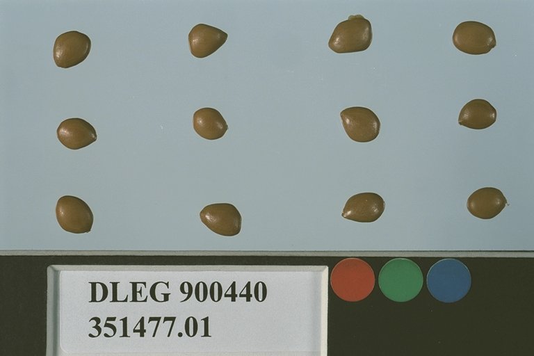 Click for 1 image(s) for this accession. SEED