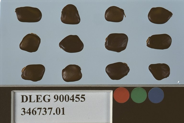 SEED