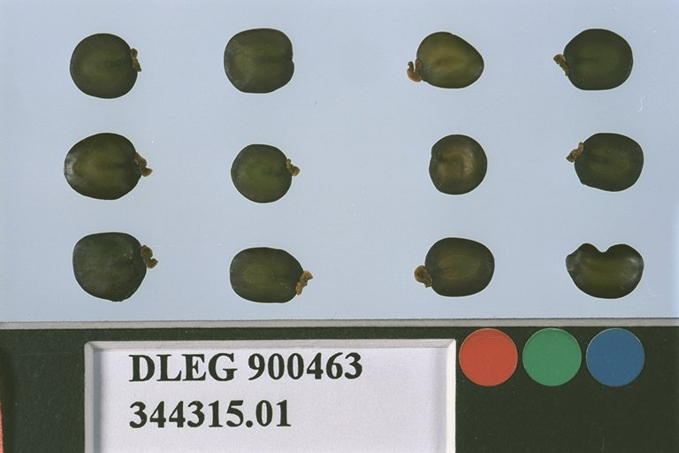 SEED
