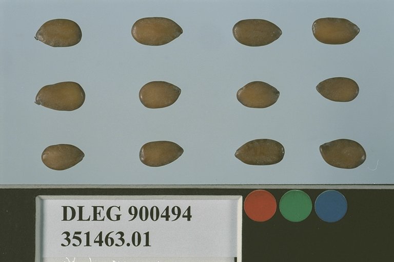 Click for 1 image(s) for this accession. SEED