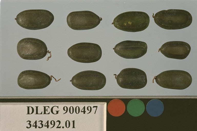 Click for 1 image(s) for this accession. SEED