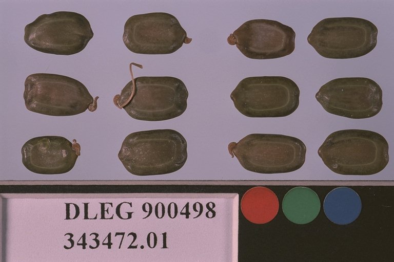 SEED
