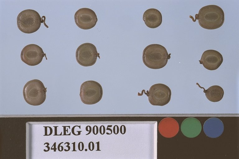 SEED