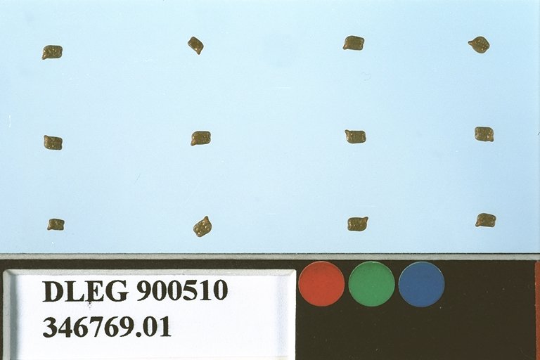 SEED