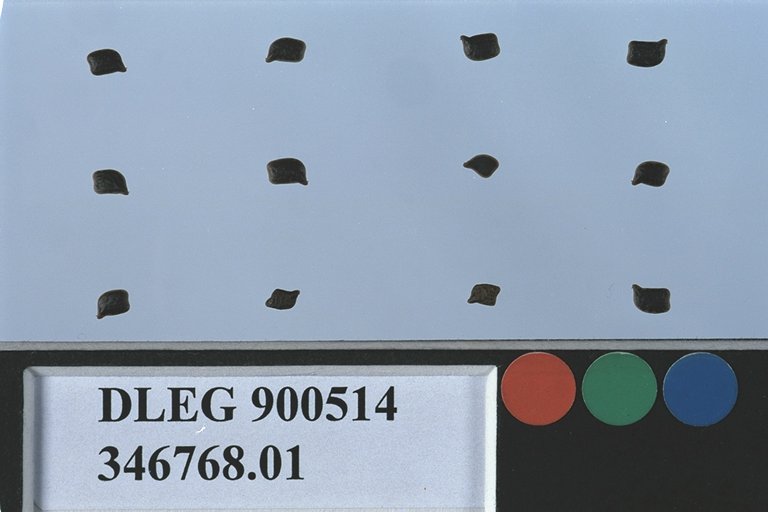 SEED