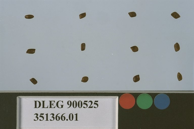 Click for 1 image(s) for this accession. SEED