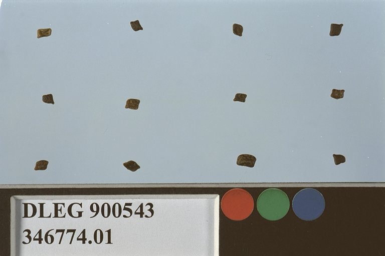 SEED