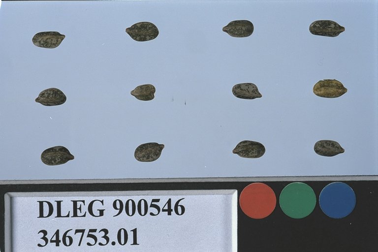 Click for 1 image(s) for this accession. SEED