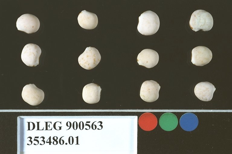 SEED
