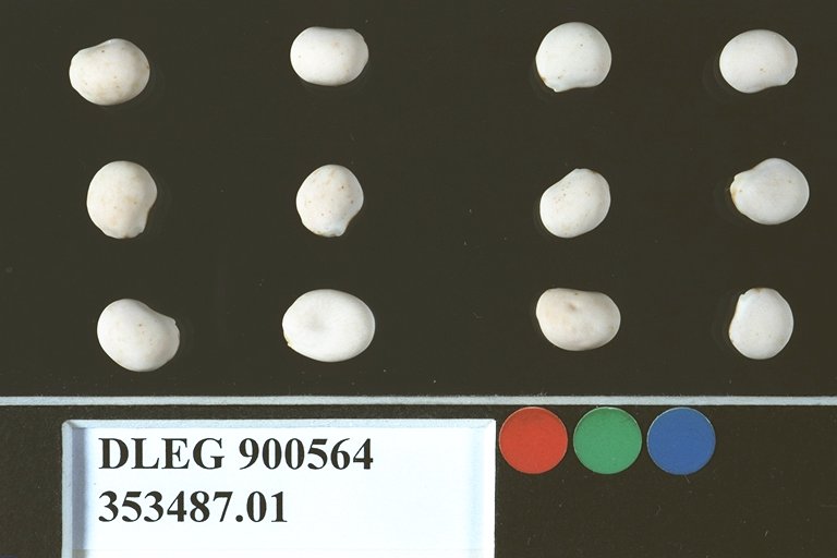 SEED