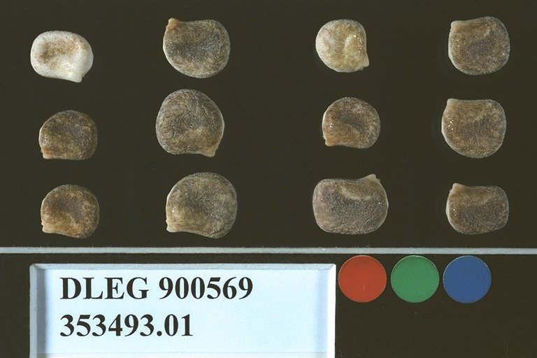 SEED