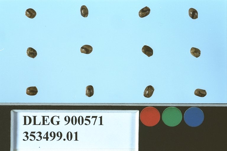 SEED