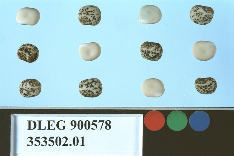 SEED