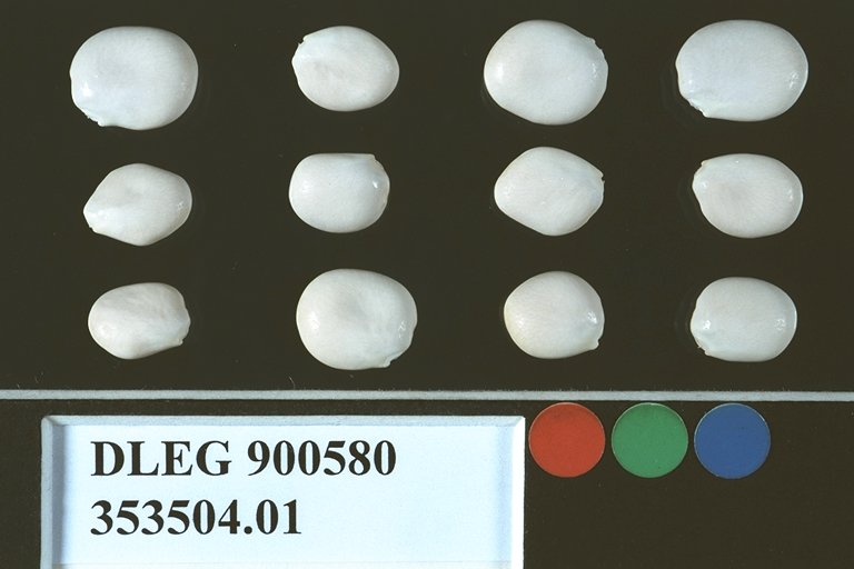 SEED