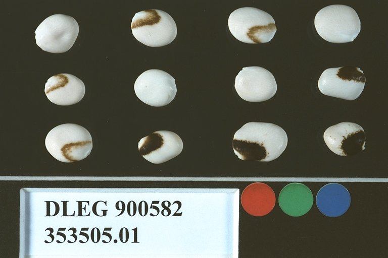SEED
