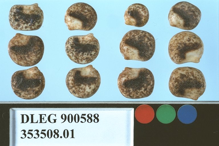 SEED