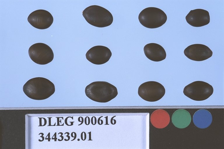 Click for 1 image(s) for this accession. SEED