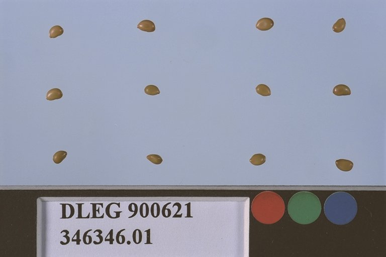 SEED