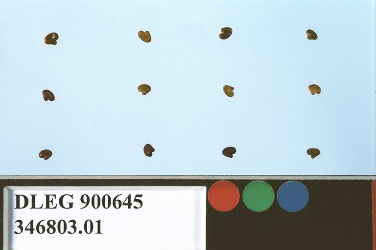 SEED