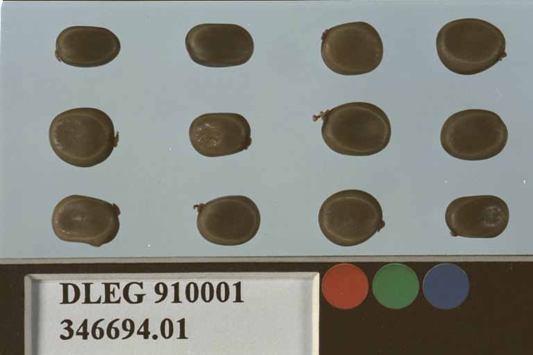 SEED