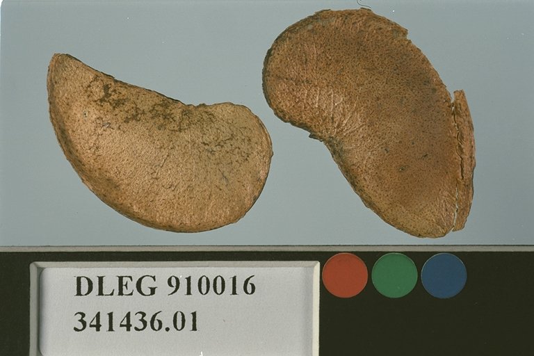 SEED