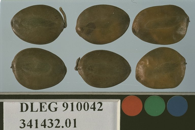 Click for 1 image(s) for this accession. SEED