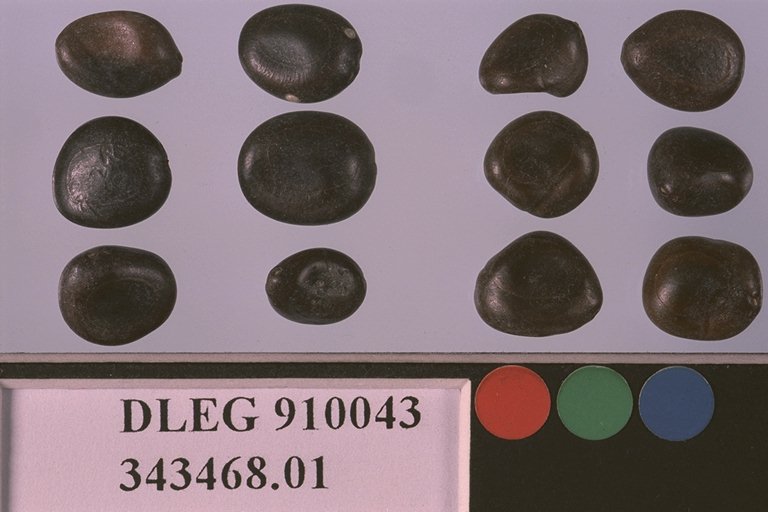Click for 1 image(s) for this accession. SEED