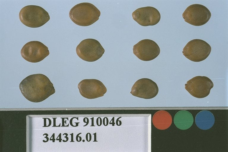 SEED