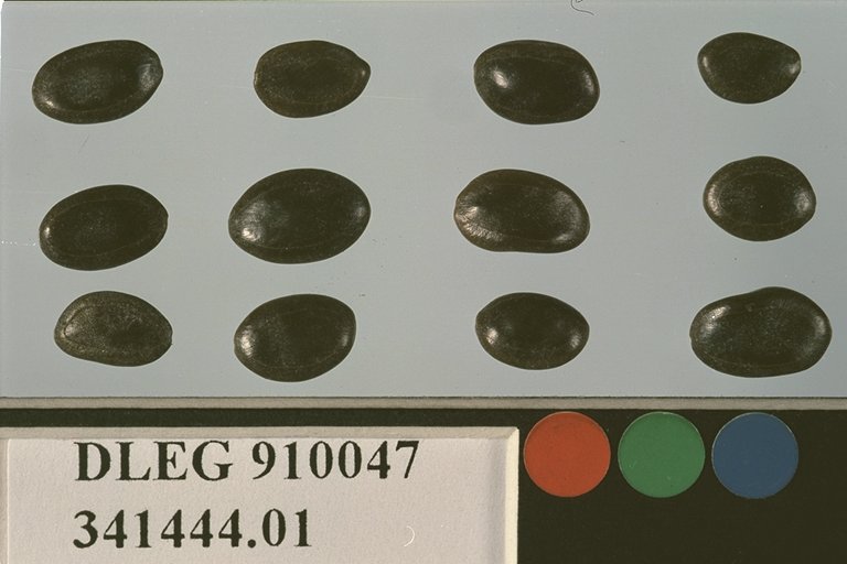 SEED