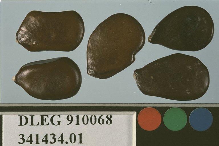 SEED