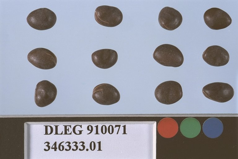 Click for 1 image(s) for this accession. SEED