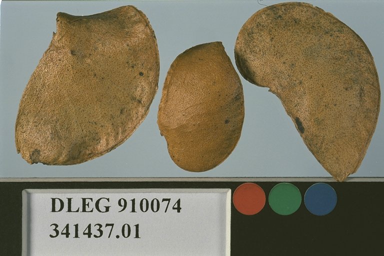 SEED