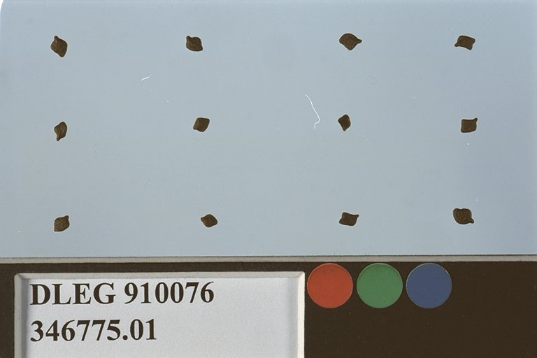 SEED