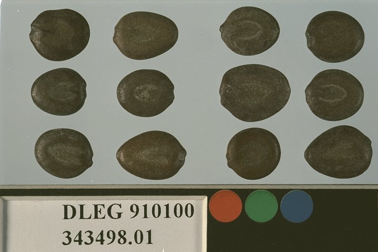 SEED