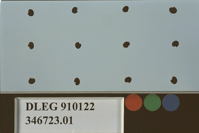 SEED