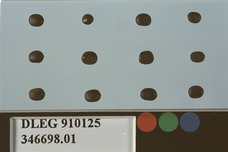 SEED