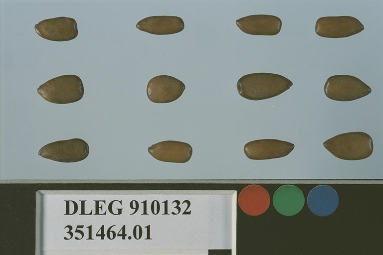 Click for 1 image(s) for this accession. SEED