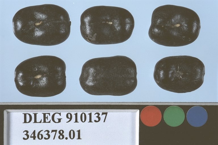 SEED