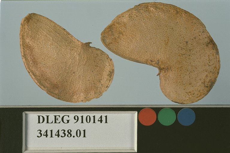 SEED