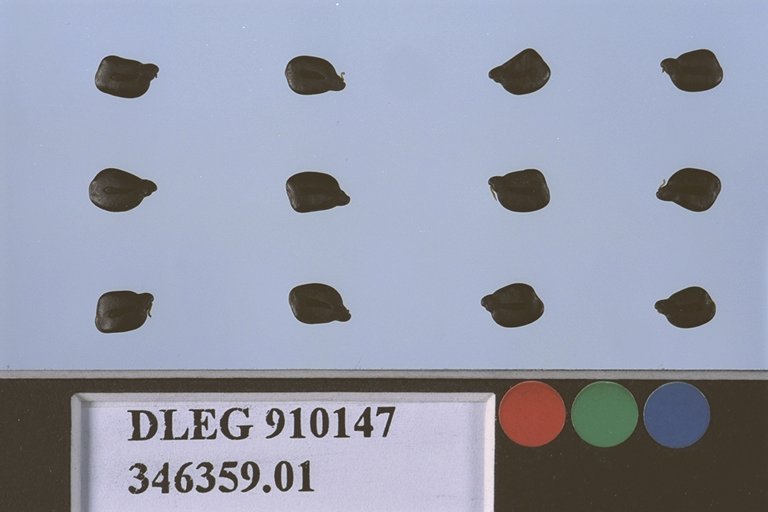 Click for 1 image(s) for this accession. SEED