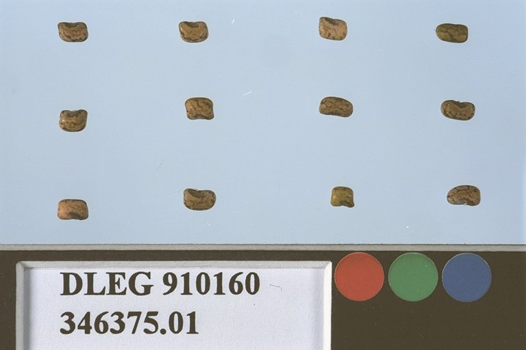 Click for 1 image(s) for this accession. SEED