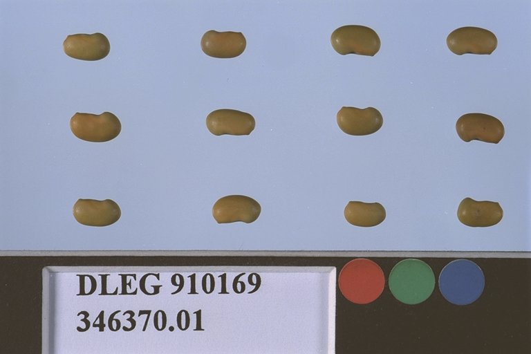 Click for 1 image(s) for this accession. SEED