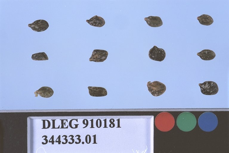 Click for 1 image(s) for this accession. SEED