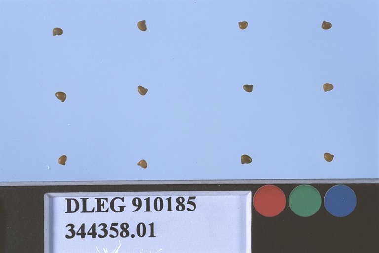 Click for 1 image(s) for this accession. SEED
