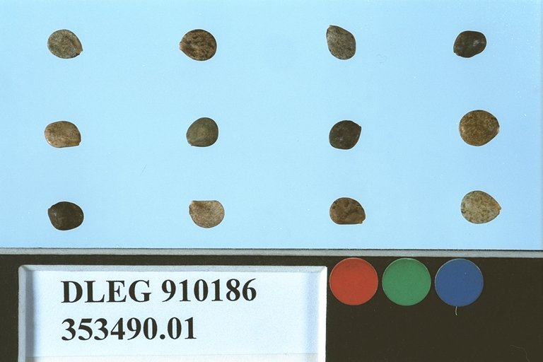 SEED